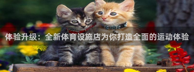 凯捷体育科技：体验升级：全新体育设施店为你打造全面的